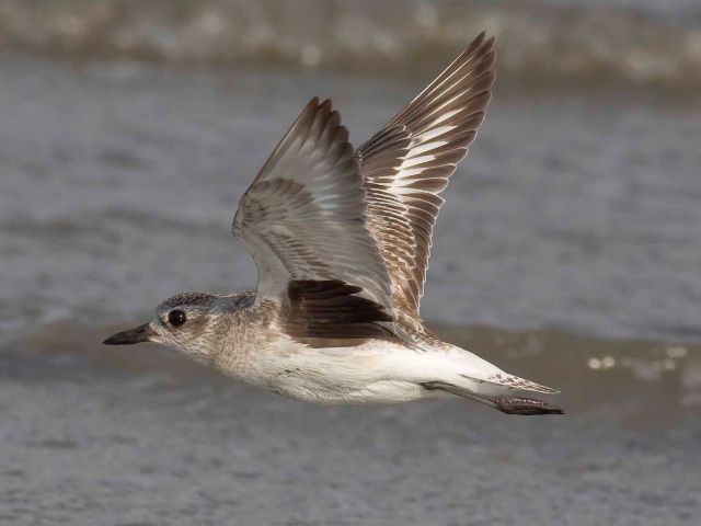 Black-bellied Plover